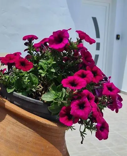 Elaion Vacation * Naxos City